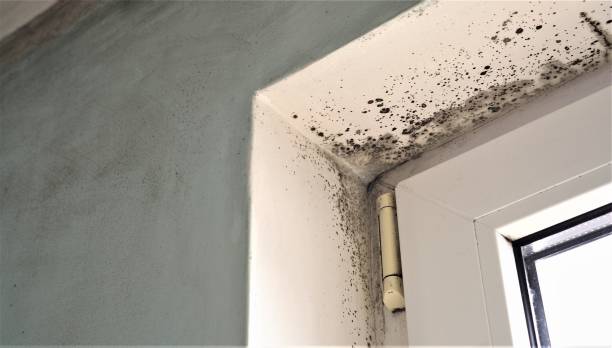 Best Dehumidification Services  in Kingwood, WV