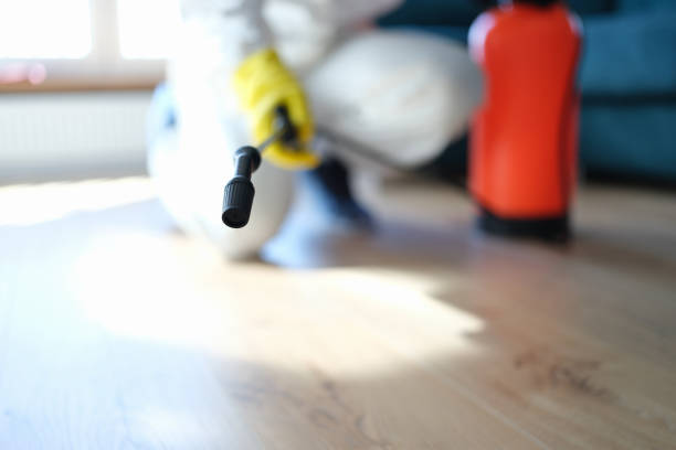  Kingwood, WV Mold Removal Pros