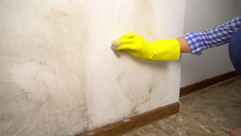 Trusted Kingwood, WV Mold Removal Experts