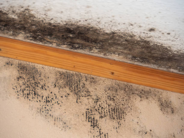Environmental Consulting for Mold Prevention in Kingwood, WV