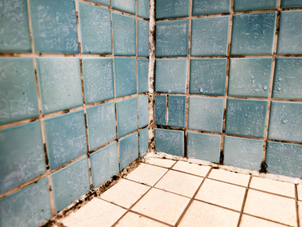 Best Mold Damage Restoration  in Kingwood, WV