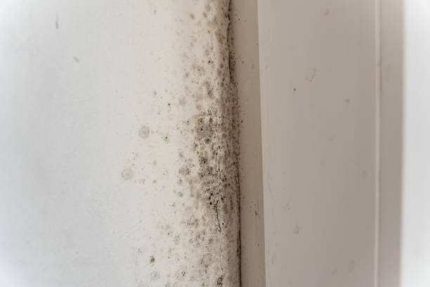 Mold Odor Removal Services in Kingwood, WV